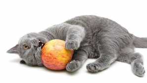 Ako vzdelávať škótsku mačku